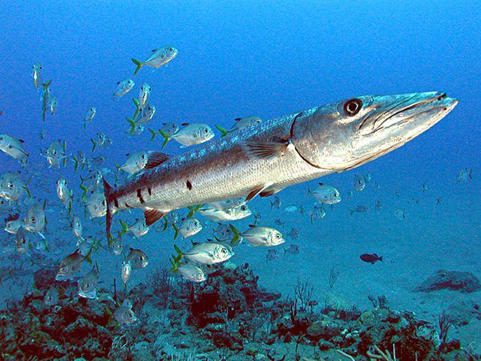 Barracuda Point, Tifor Island