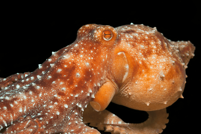 Wainilu, Komodo