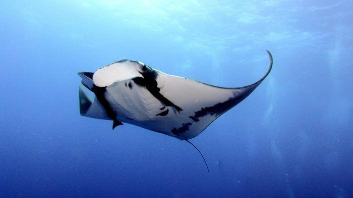 GPS Point, Manta Ray, Komodo