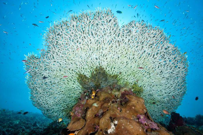 Angel Reef, Moyo Island