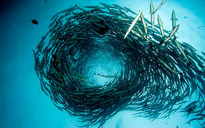 Barracuda Point, Tifor Island