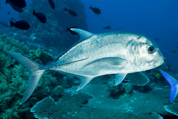 Crystal Rock, Komodo