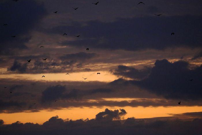 Sunset with flying foxes, Satonda Island