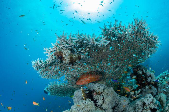 Too Many Fish, Maluku Islands