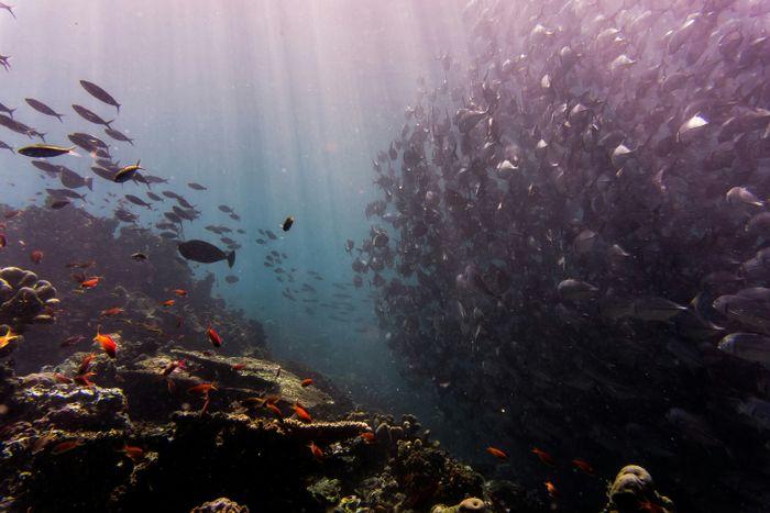 The Golden Passage, Komodo