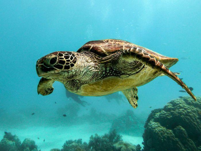 Turtle City, Komodo