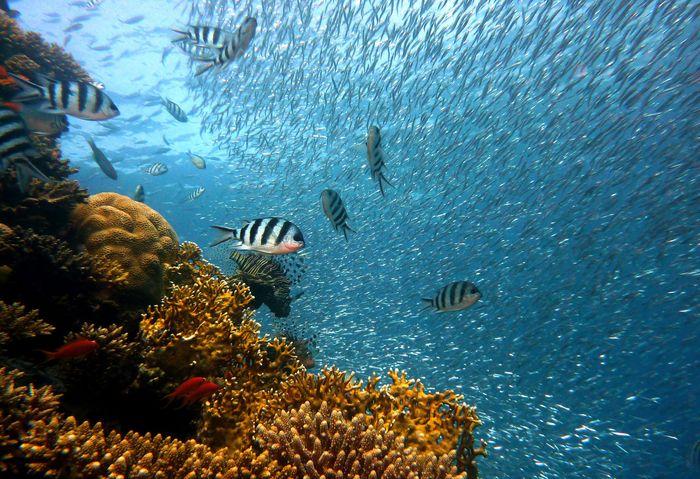 Sardines Reef, Raja Ampat