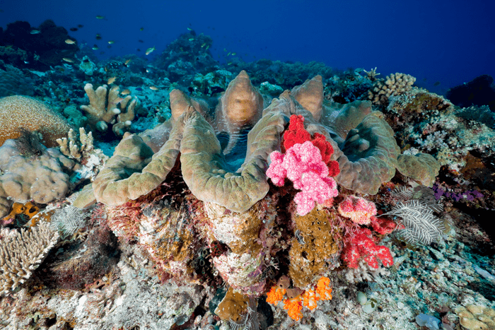 Tatawa Besar, Komodo