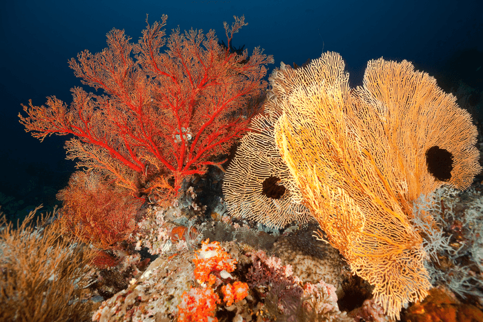 Crystal Rock, Komodo