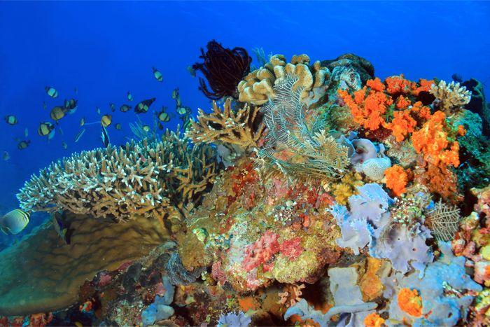 Lighthouse Reef, Gili Lawalaut