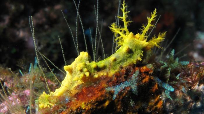 Yellow Wall of Texas, Komodo