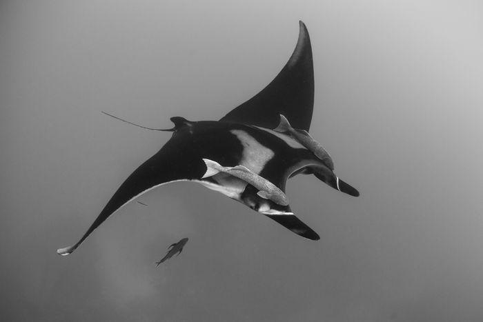 Manta Alley, Komodo Island