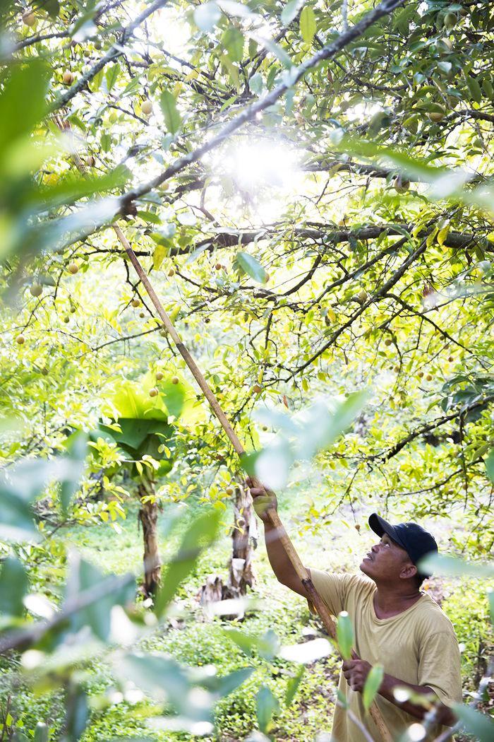 Nutmeg Plantation,Banda Neira, Maluku