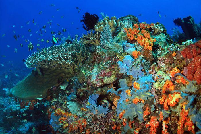 Lighthouse Reef, Gili Lawalaut