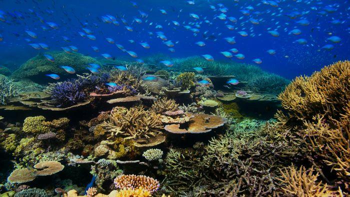 Too Many Fish, Maluku Islands