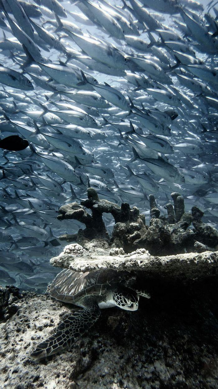 Too Many Fish, Maluku Islands