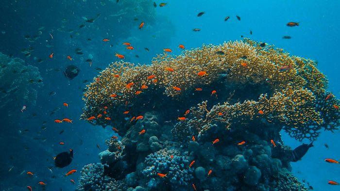 Tanjung Loh Sera, Komodo Island