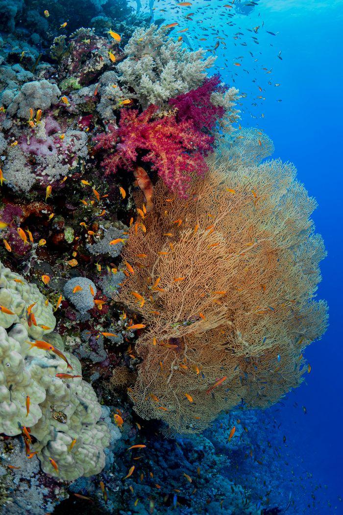 K2, Banta Island, Komodo