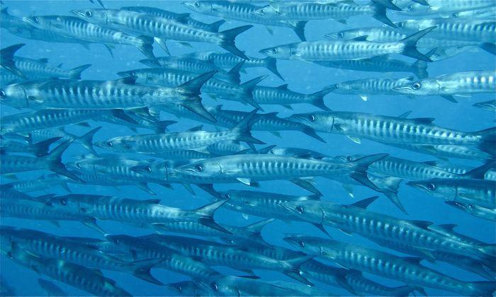 Barracuda Point, Tifor Island