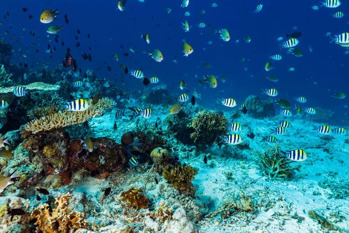 Angel Reef, Moyo Island