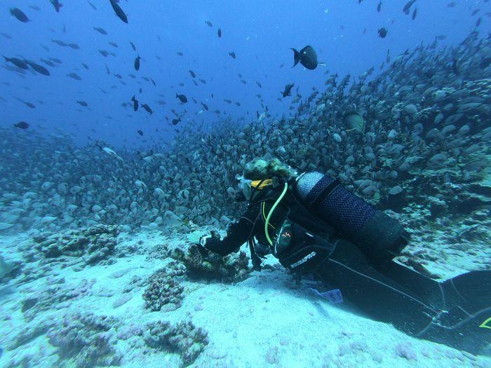 The Golden Passage, Komodo