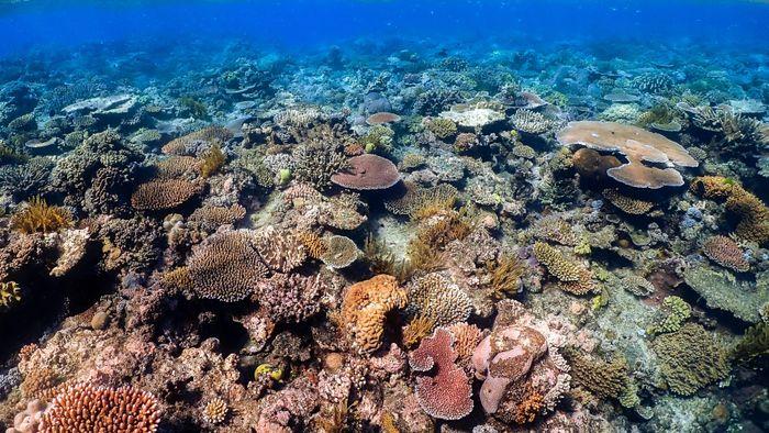 Mauwang Reef, Komodo