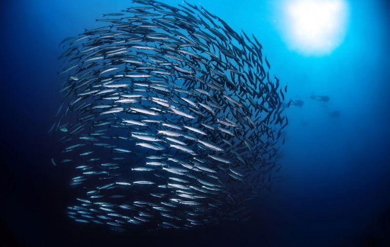 DIve site, Castle Rock, Komodo