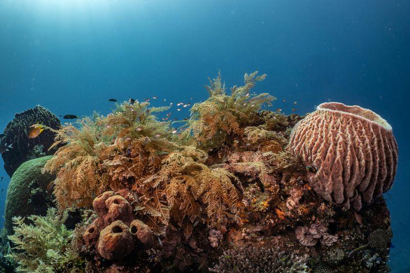 Batu Bolong, Komodo