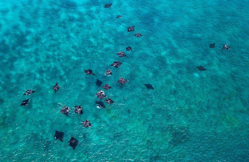 Manta Sandy, Dampier Strait, Raja Ampat