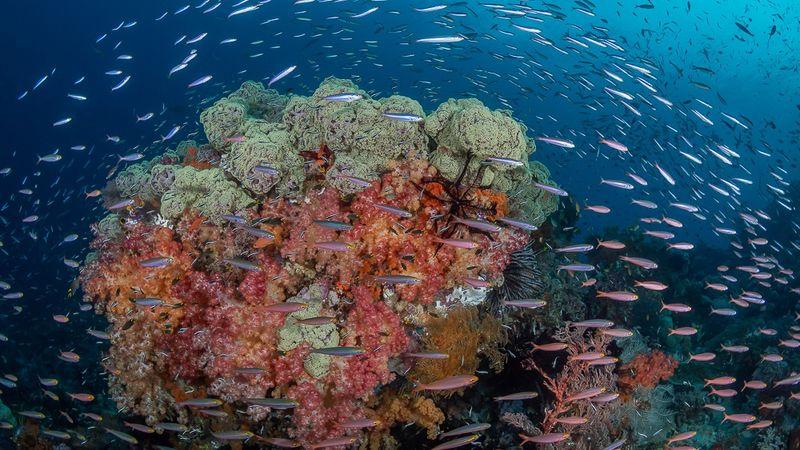 Fiabacet, Misool, Raja Ampat