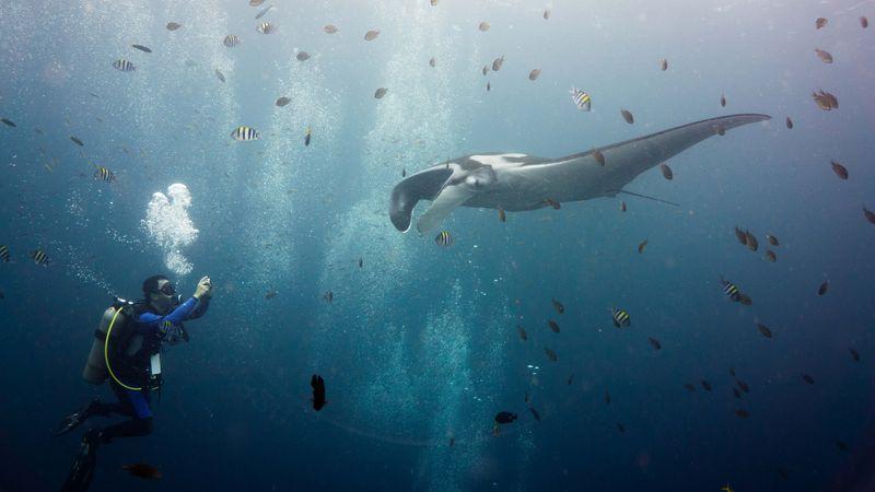 Manta Alley, Komodo