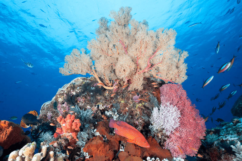 Castle Rock, Komodo