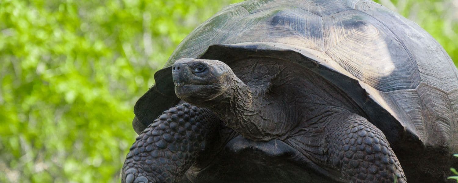 Galapagos Giant Tortoise