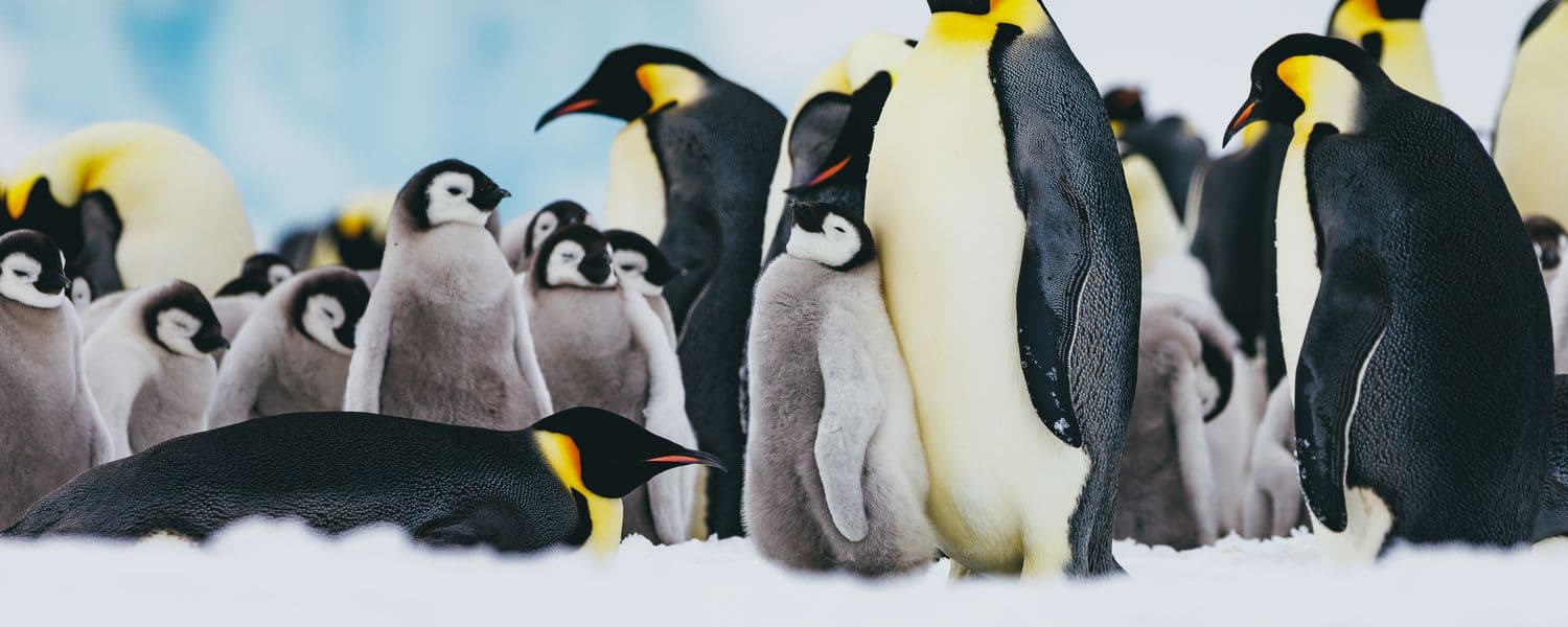 Emperor Penguin Quest Snow Hill